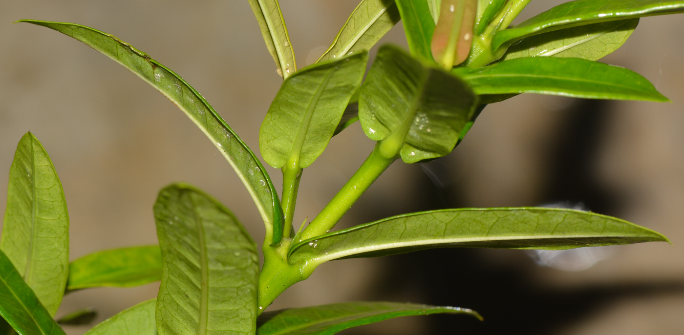 Image of Ixora coccinea specimen.