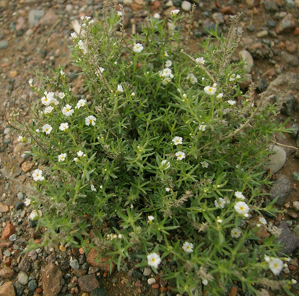 Изображение особи Heliotropium mendocinum.