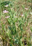 Centaurium pulchellum. Верхушка цветущего растения. Север Кубани, станица Шкуринская, сазовая степь. 30.06.2017.