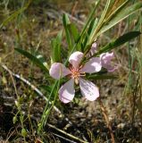 Image of taxon representative. Author is Владимир Свириденко