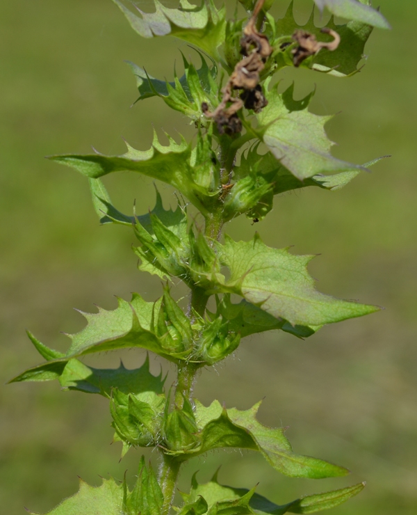 Image of Melampyrum nemorosum specimen.