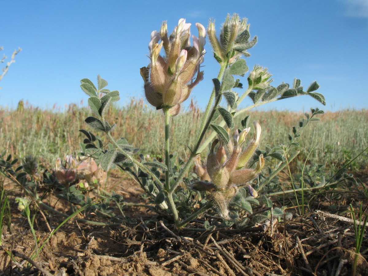 Image of Astragalus chaetodon specimen.