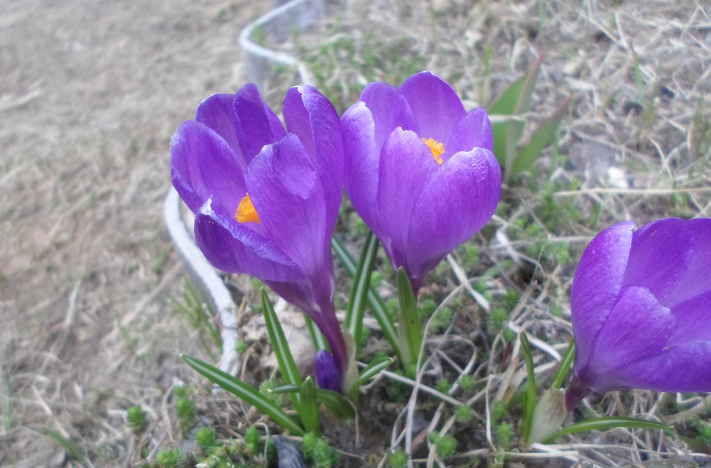 Изображение особи Crocus vernus.