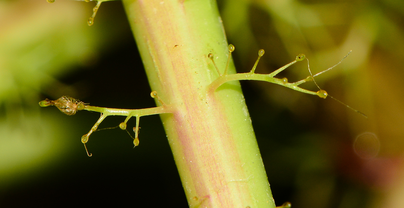 Image of Jatropha gossypiifolia specimen.