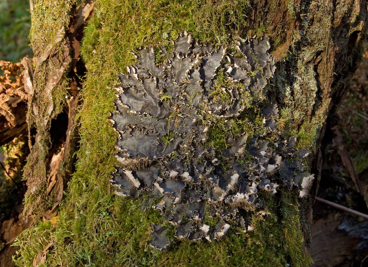 Image of genus Peltigera specimen.