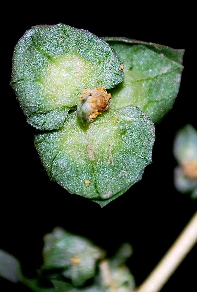 Image of Atriplex tatarica specimen.