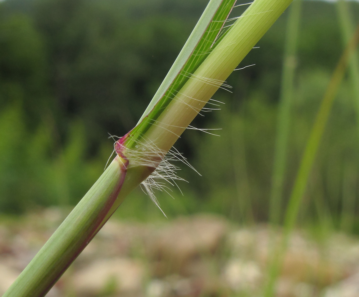 Image of Bothriochloa ischaemum specimen.