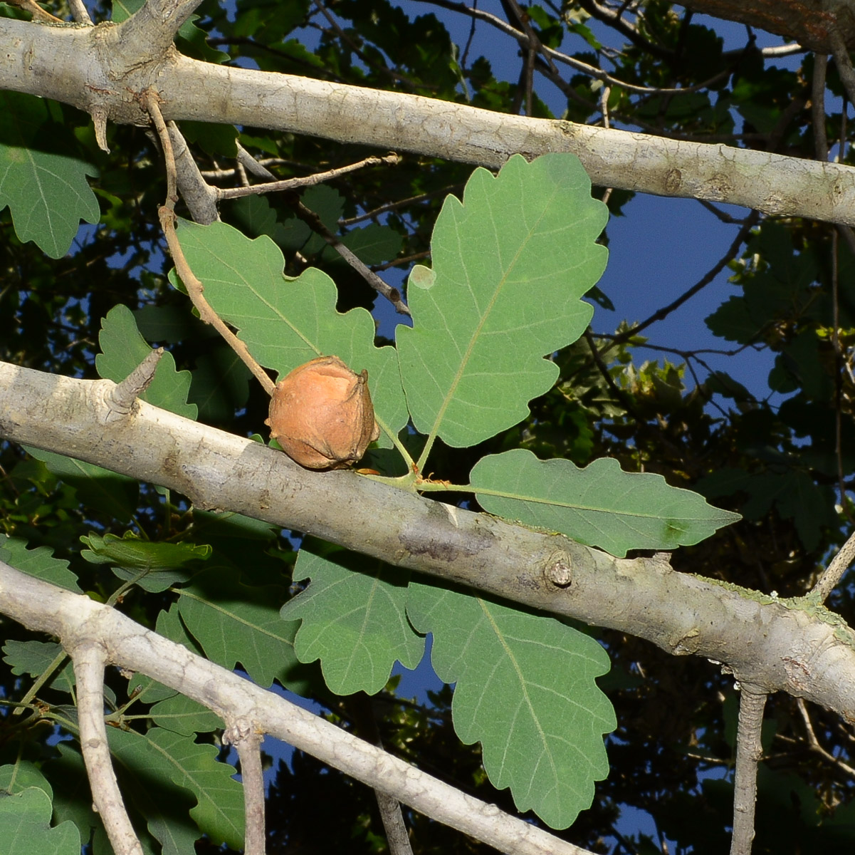 Image of Quercus boissieri specimen.