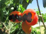 Sterculia quadrifida. Раскрывшийся плод. Австралия, г. Брисбен, ботанический сад. 20.11.2016.