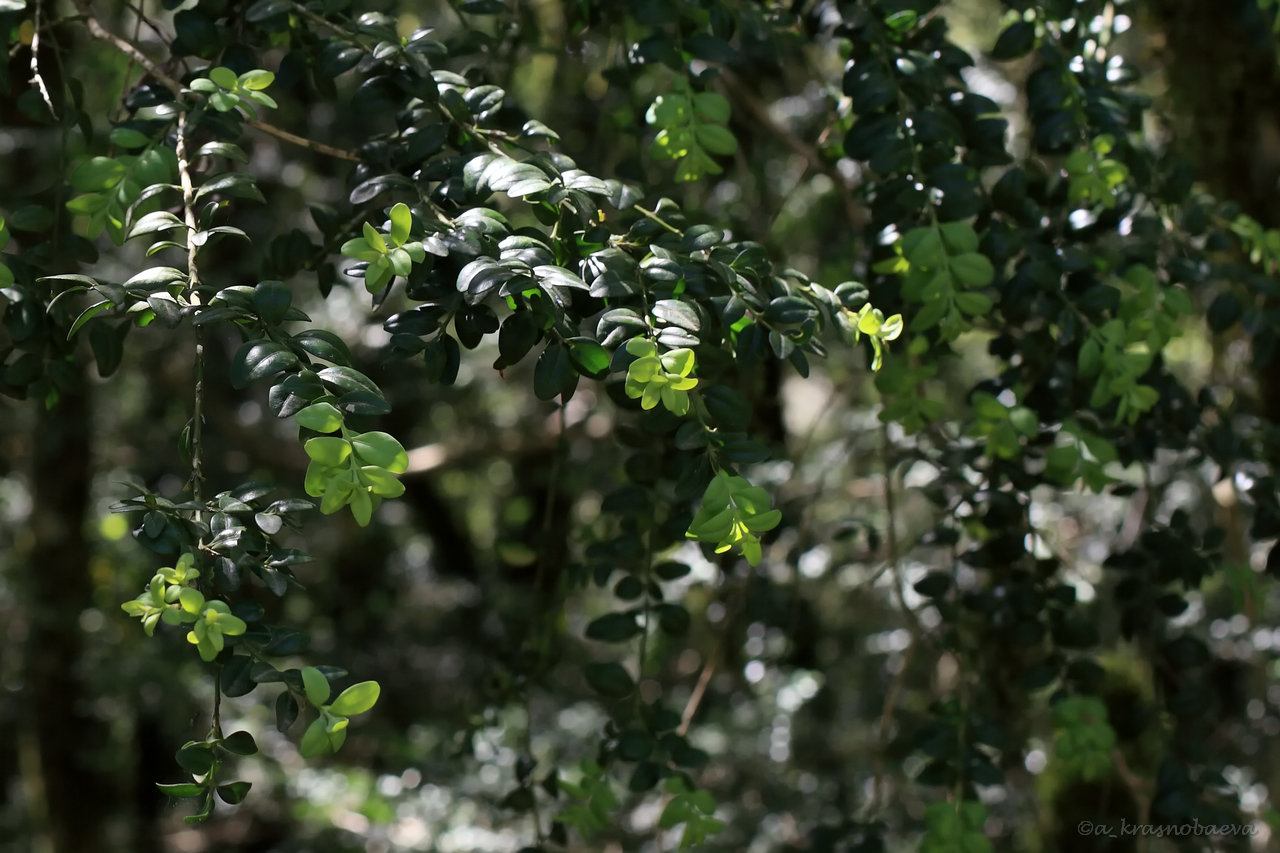 Image of Buxus colchica specimen.