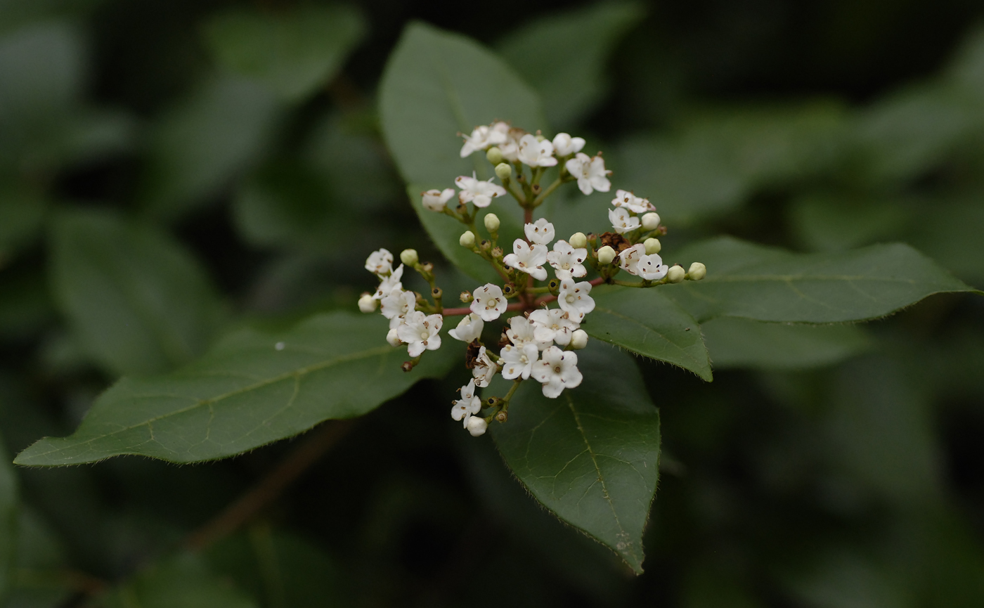 Изображение особи Viburnum tinus.