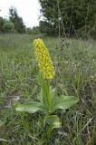 Orchis punctulata