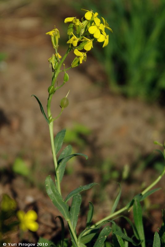 Image of Alyssoides utriculata specimen.