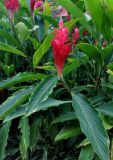 Alpinia purpurata