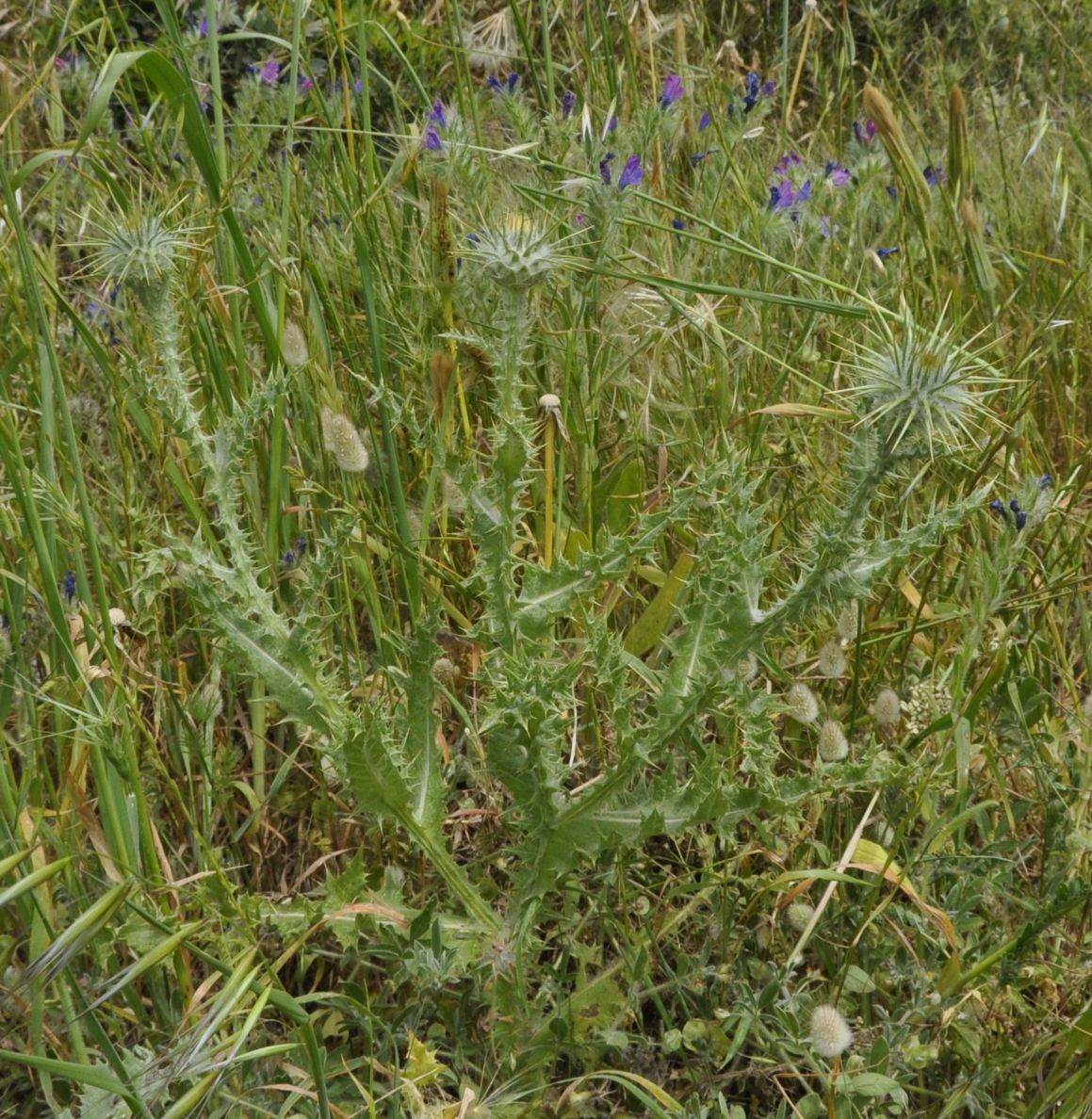 Image of Onopordum tauricum specimen.