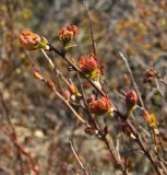 Spiraea beauverdiana. Верхушка веточки с молодыми побегами с разворачивающимися молодыми листьями. Магаданская обл., окр. г. Магадан, побережье бухты Нагаева, Морпортовская сопка, в каменноберезняке. 05.06.2013.