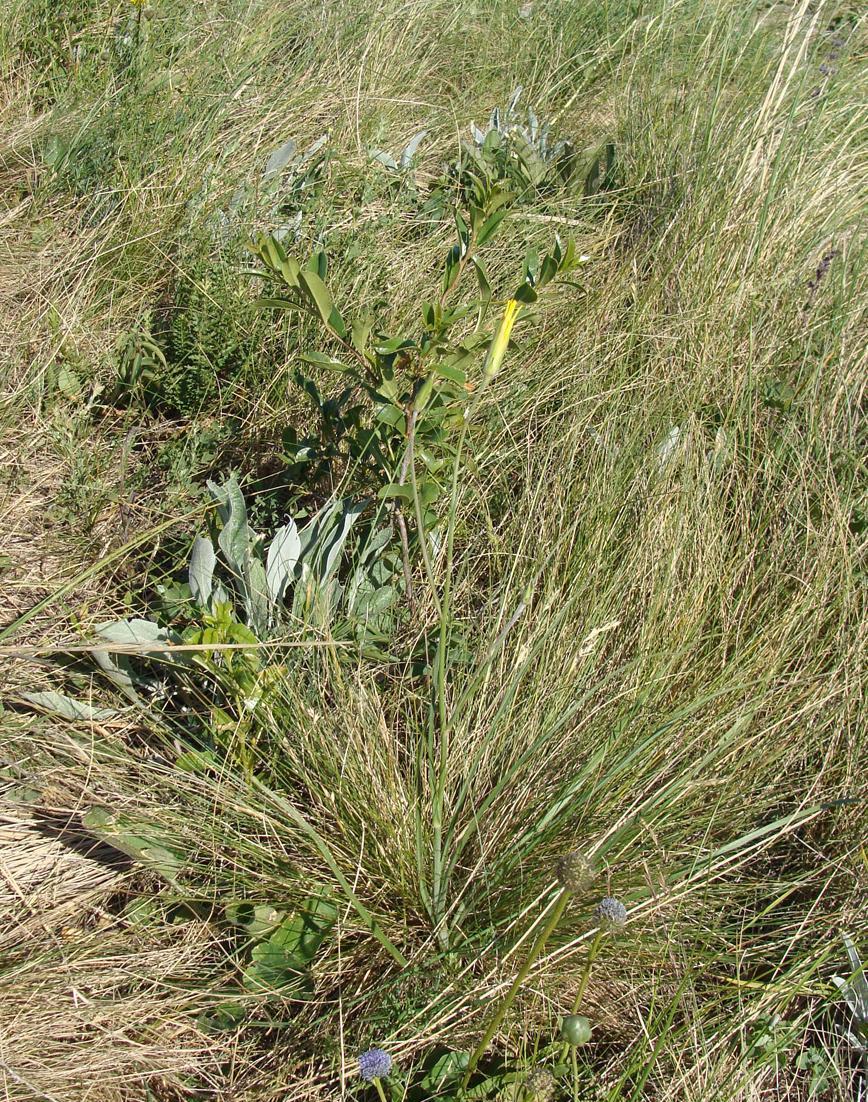 Image of Scorzonera stricta specimen.