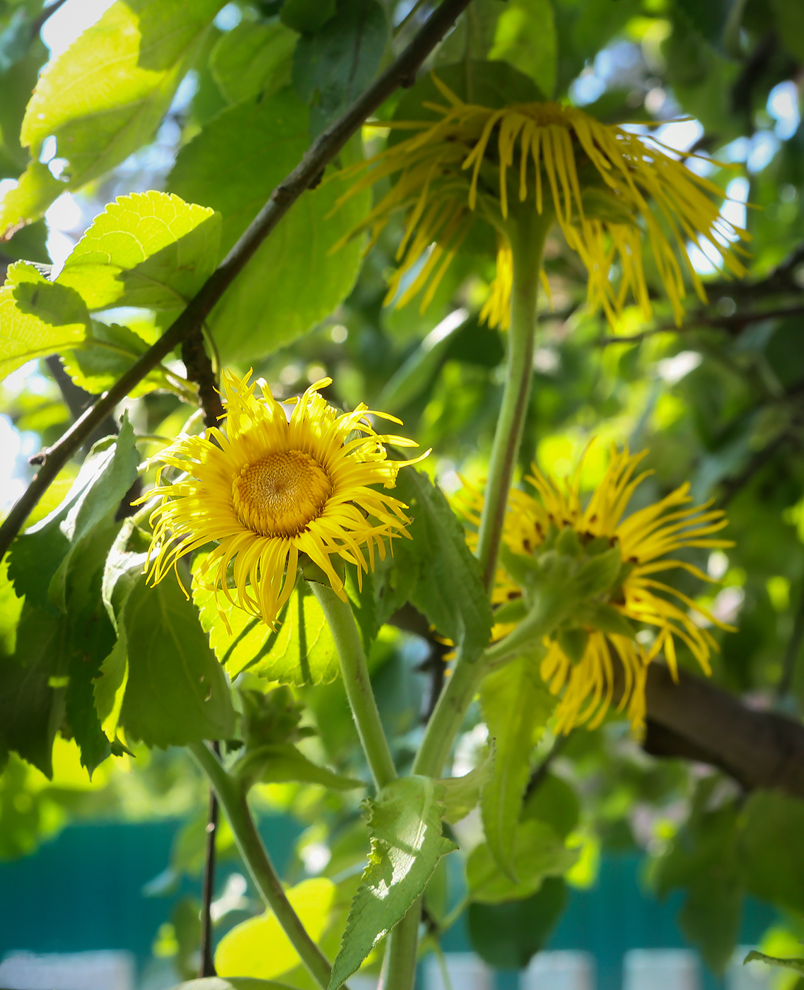 Изображение особи Inula helenium.