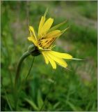 Tragopogon pratensis. Соцветие. Чувашия, окр. г. Шумерля, ст. Кумашка, ж.-д. насыпь. 1 июня 2010 г.