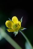 Смотреть изображение Geum urbanum