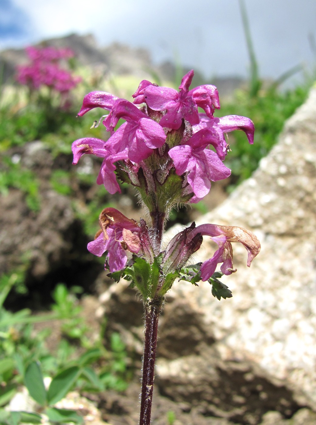 Image of Pedicularis crassirostris specimen.