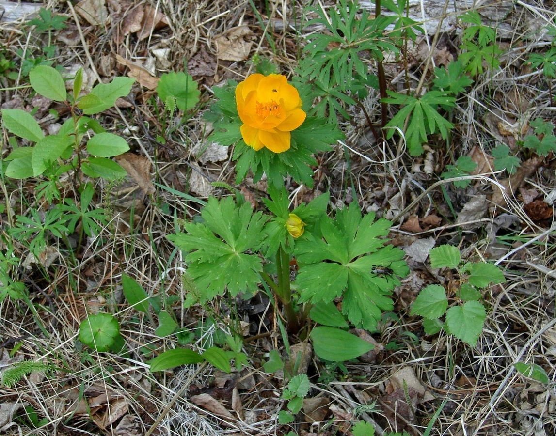 Image of genus Trollius specimen.