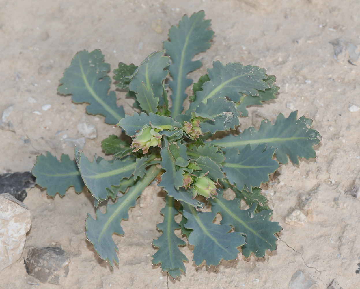 Image of Launaea angustifolia specimen.