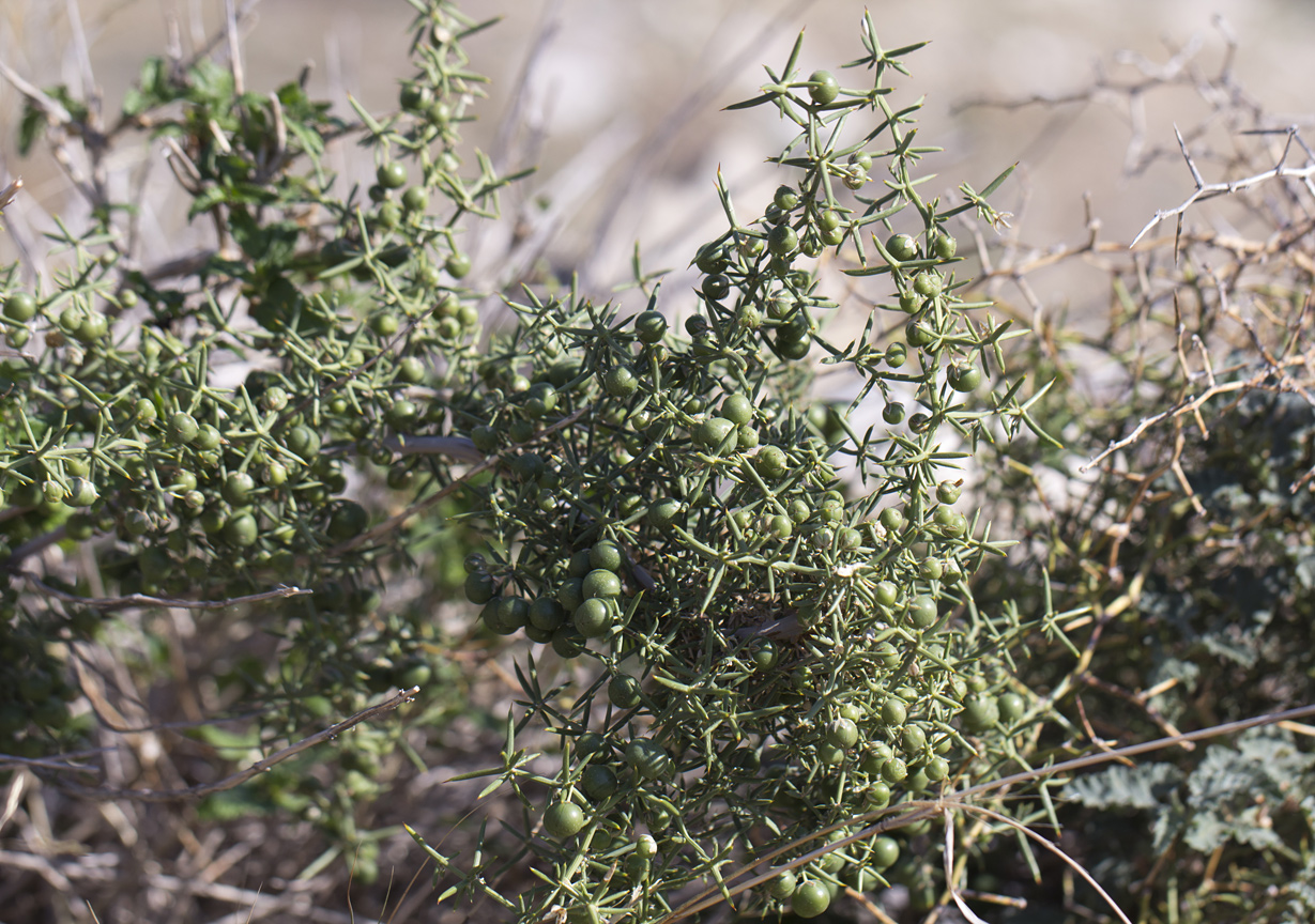 Изображение особи Asparagus aphyllus.