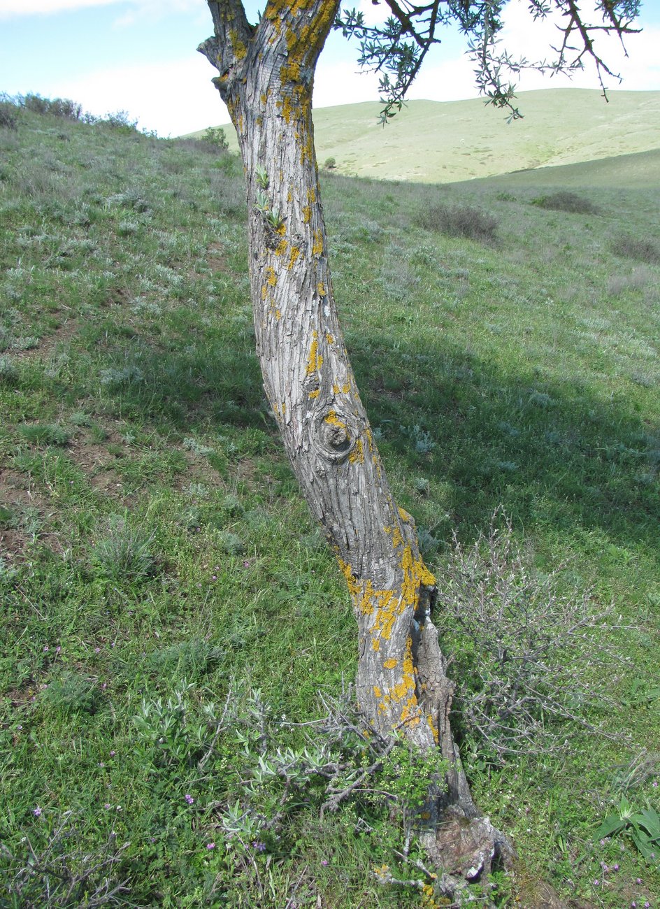 Image of Pyrus salicifolia specimen.