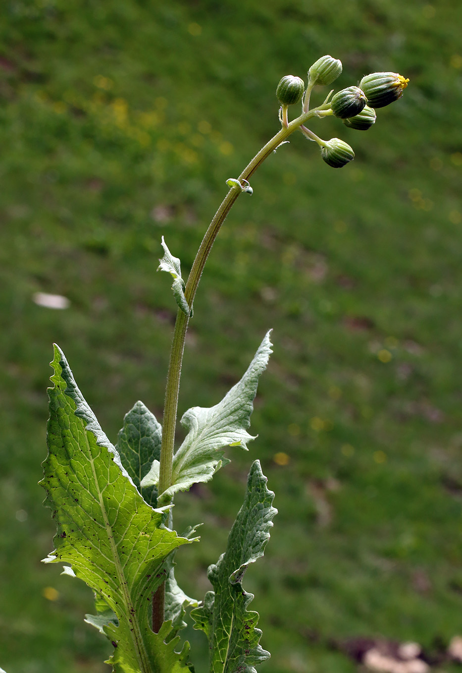 Image of Senecio franchetii specimen.