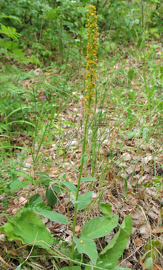 Image of Verbascum nigrum specimen.