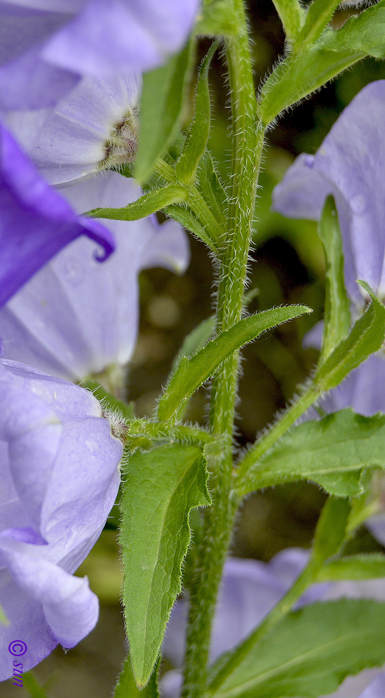 Image of Campanula medium specimen.