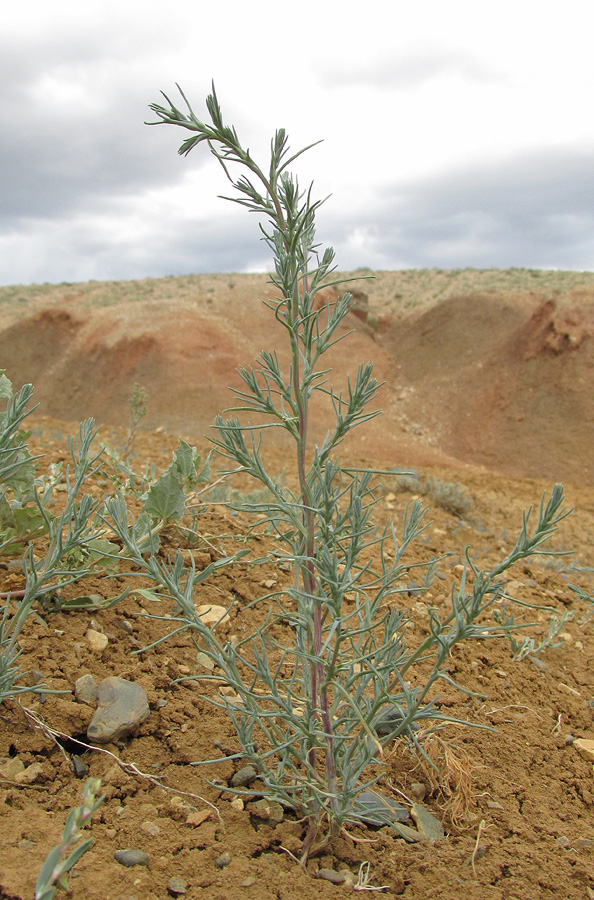 Image of genus Salsola specimen.