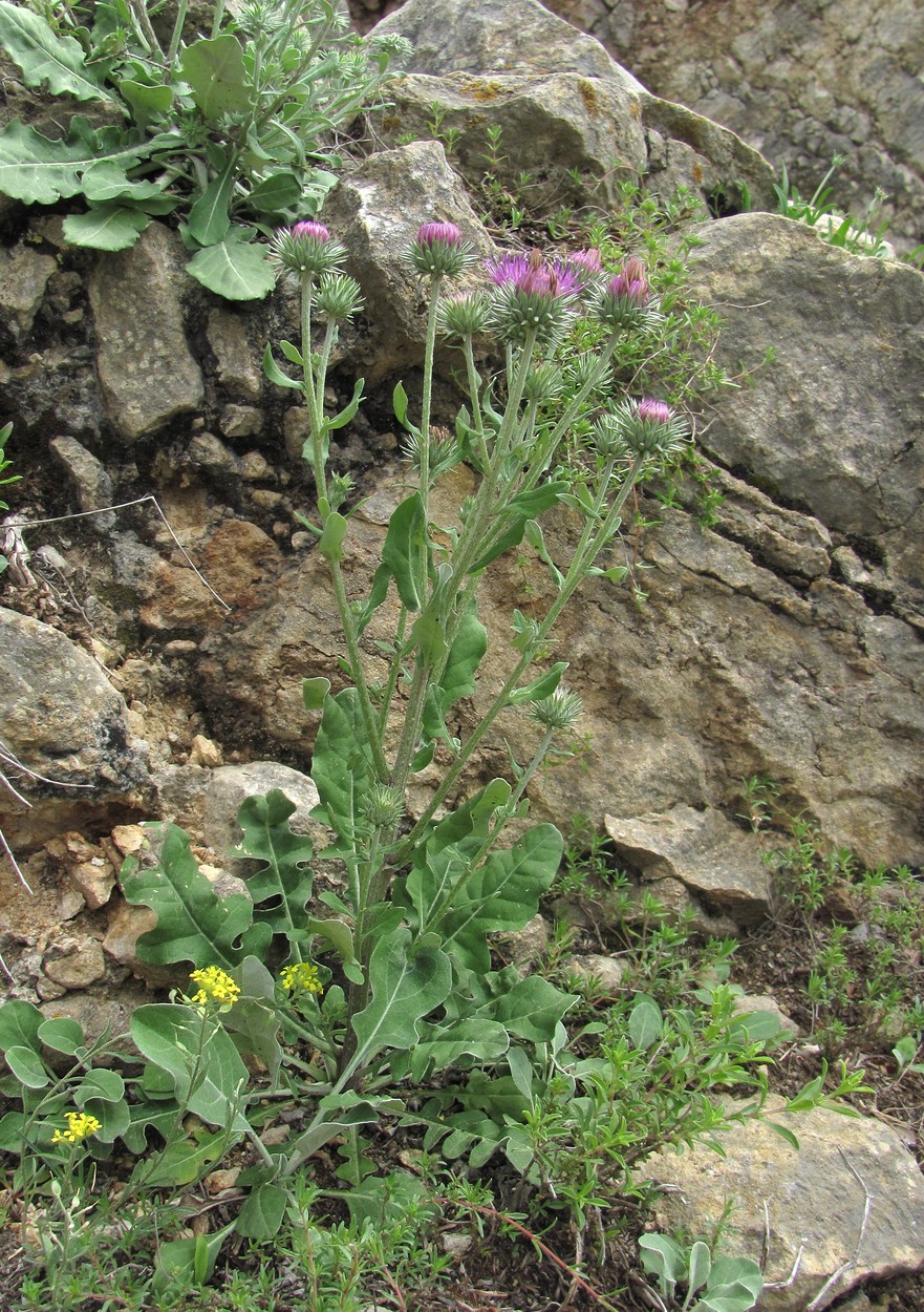 Image of Jurinea ruprechtii specimen.