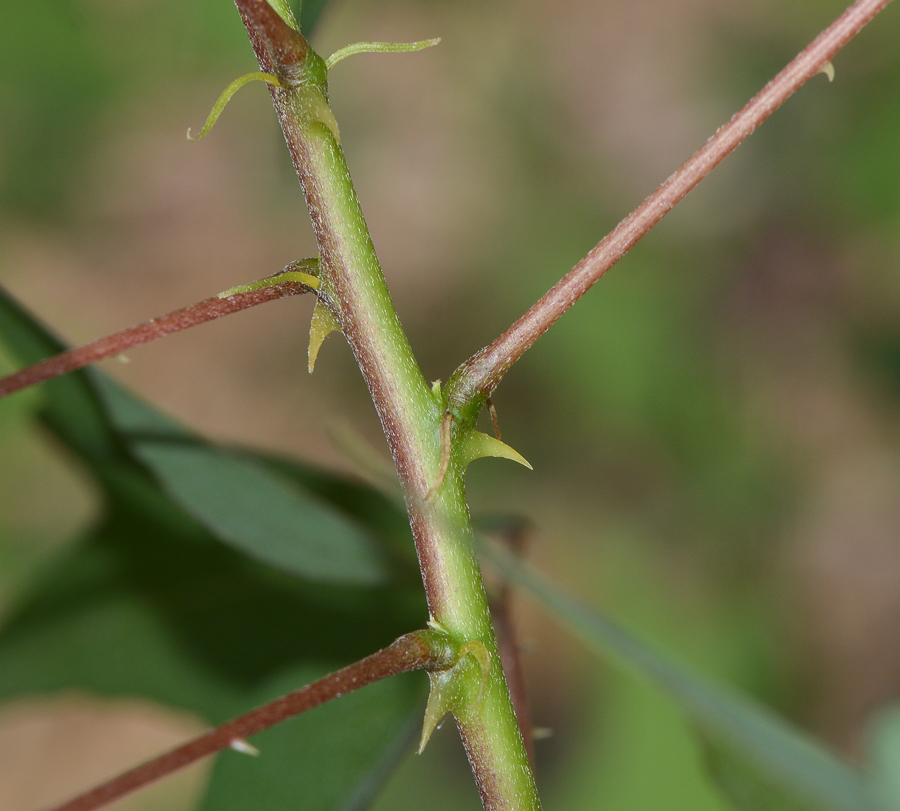 Image of Erythrina herbacea specimen.