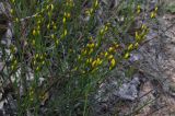 genus Genista