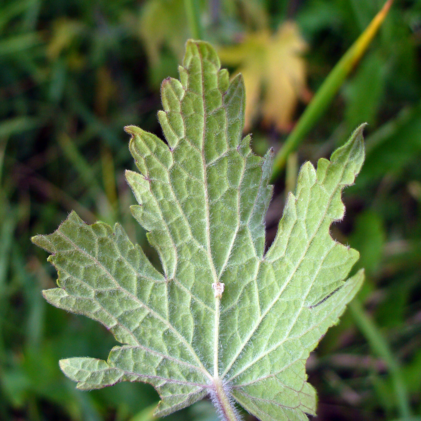 Image of Leonurus quinquelobatus specimen.