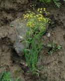 Bupleurum scorzonerifolium. Цветущее растение. Иркутская обл., Слюдянский р-н, мыс Шаманский, крутой южный склон. 19.07.2019.