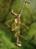 Quercus castaneifolia. Молодой побег. Азербайджан. Масаллинский р-н, лес на равнине. 11.04.2010.