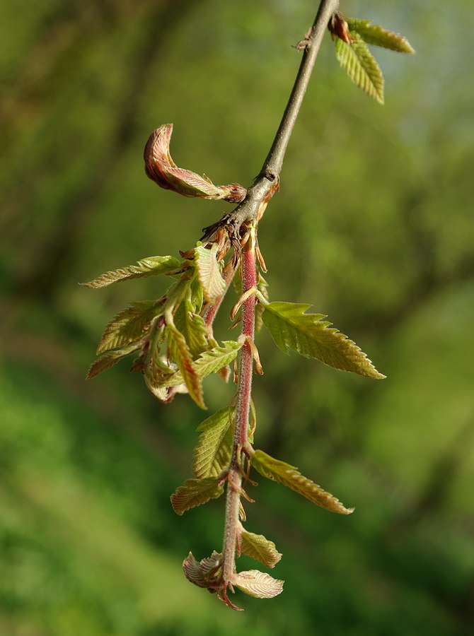 Image of Quercus castaneifolia specimen.