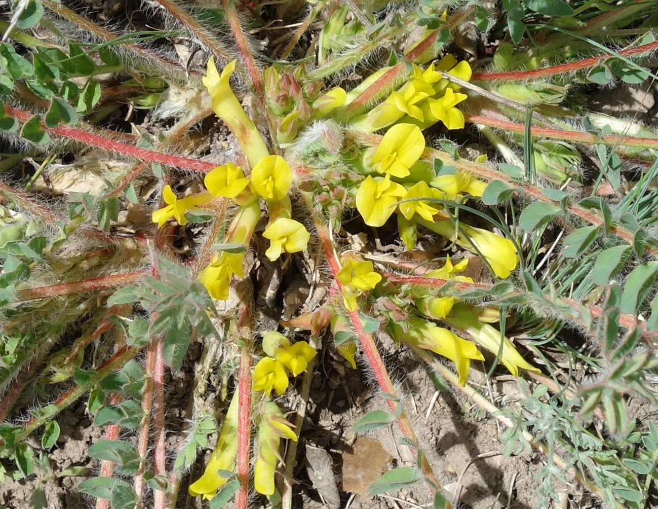 Image of genus Astragalus specimen.