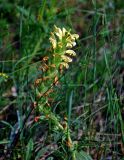 Pedicularis kaufmannii