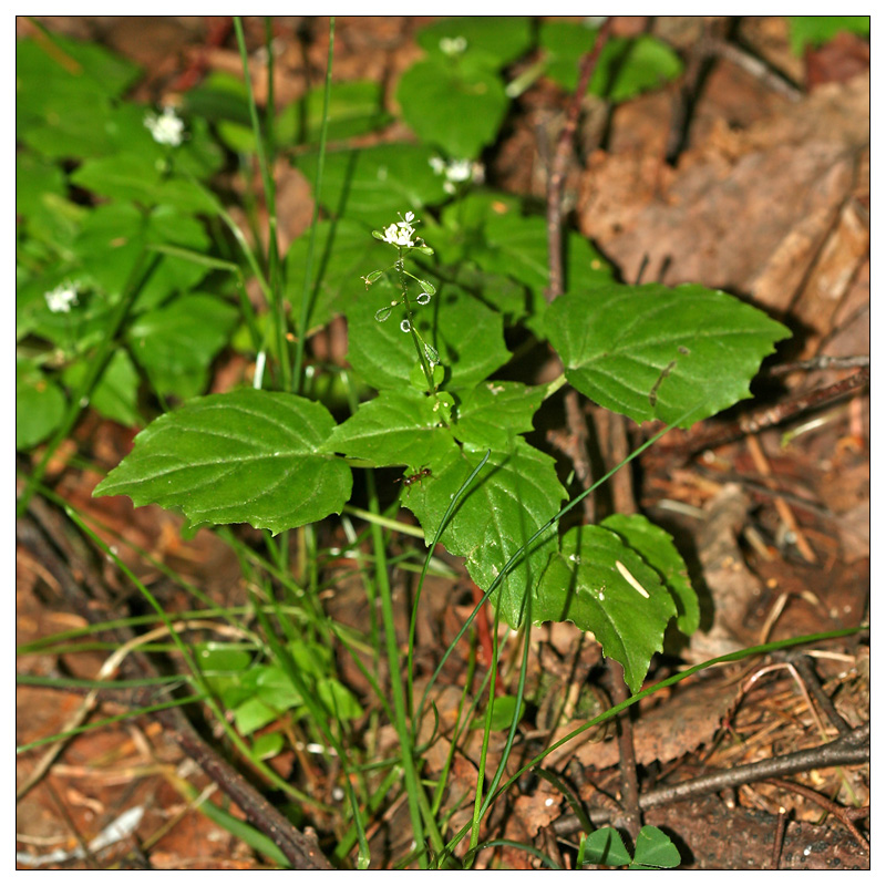 Image of Circaea alpina specimen.