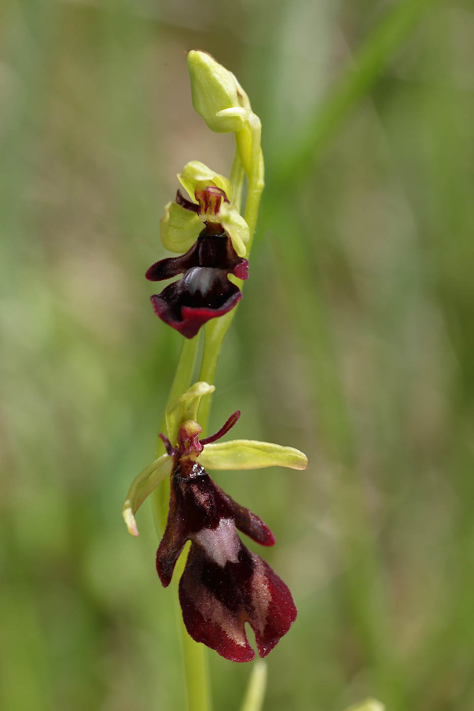 Изображение особи Ophrys insectifera.