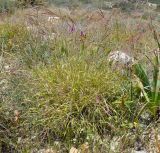 Andropogon distachyos