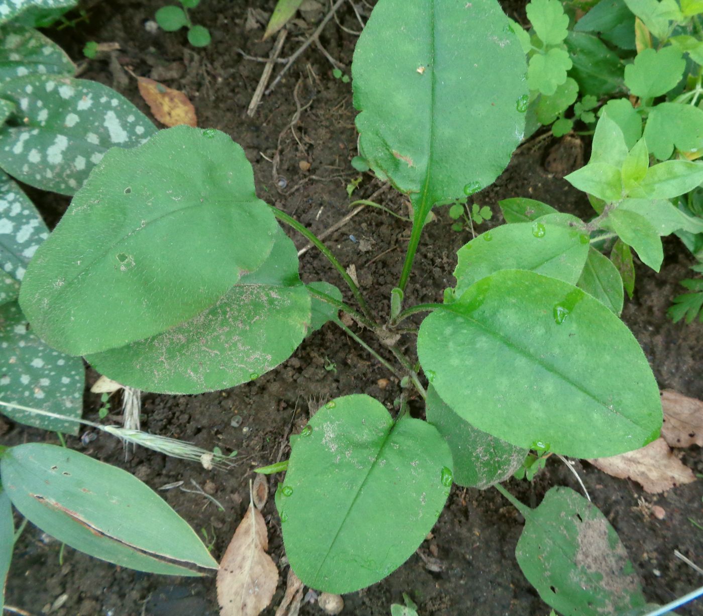 Изображение особи Pulmonaria obscura.