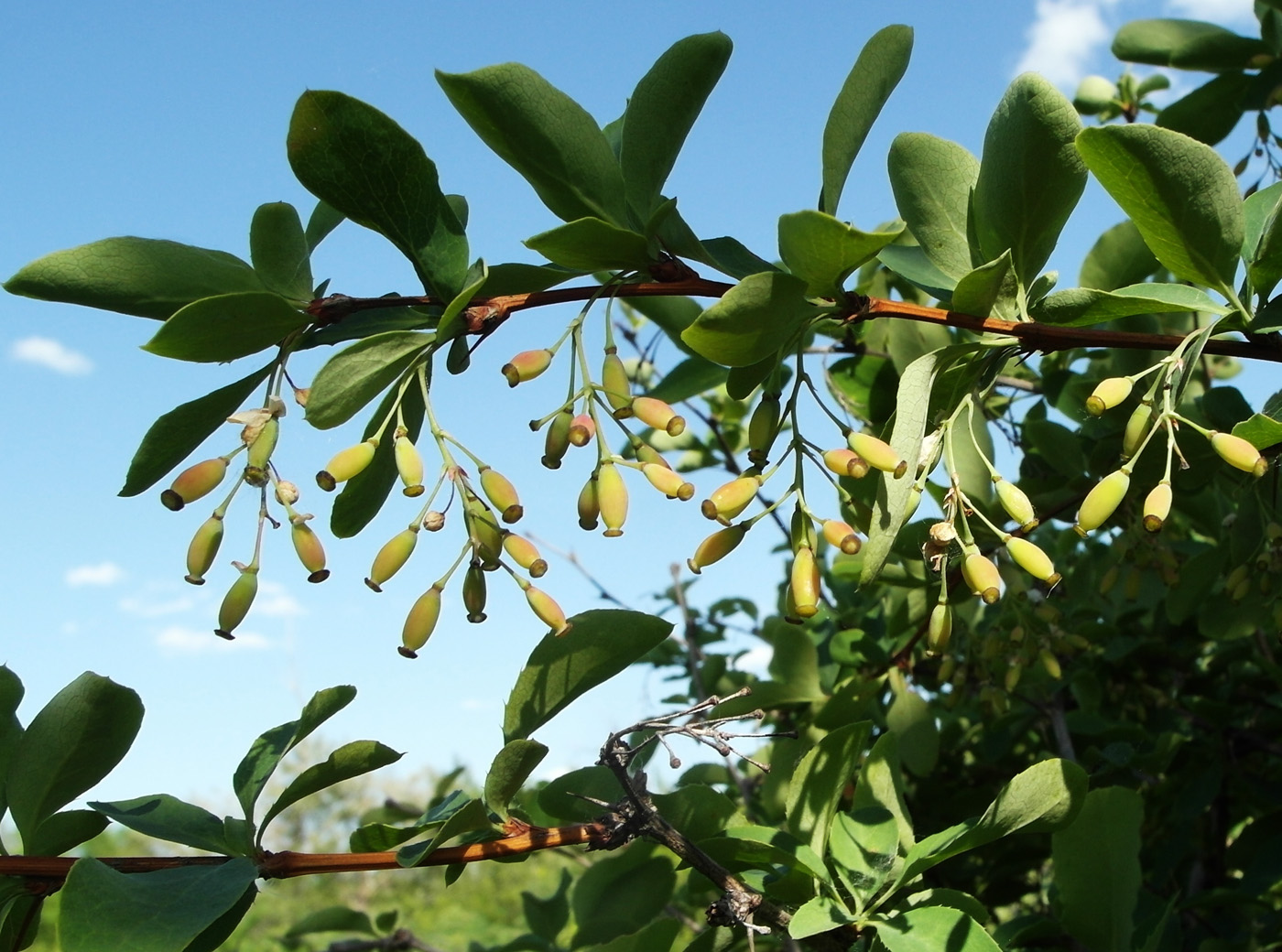 Image of Berberis integerrima specimen.