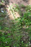 Equisetum fluviatile