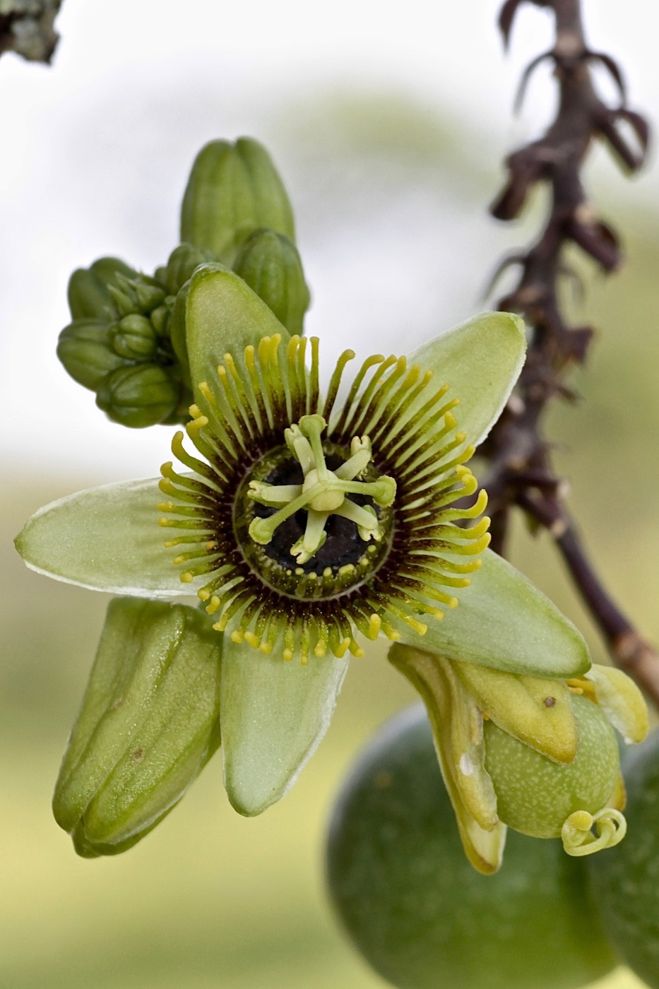 Изображение особи Passiflora coriacea.