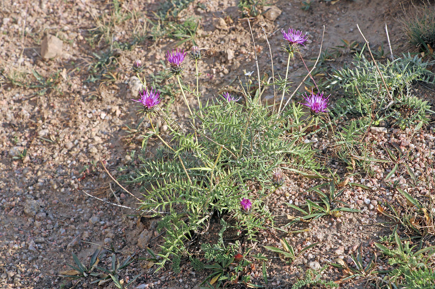 Image of Cousinia bonvalotii specimen.